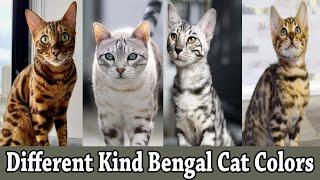 Different Kind Bengal Cat Colors & Patterns || Bengal Cat Coat