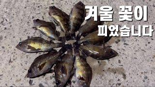 여기도! 저기도! 볼락이 없는 곳이 없다! 겨울 꽃이 피었습니다