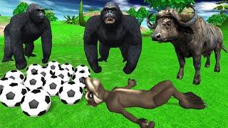 A Happy wolf beating a Gorilla with a football | A Gorilla who points to a wolf |Animals stories