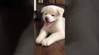 秋田犬の幼犬を家に迎えると家族にもたらしてくれる事3選！【秋田犬】【akita puppy】