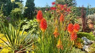 Что цветёт в моём саду в начале августа  Обзорная прогулка Was blüht in meinem Garten im August 