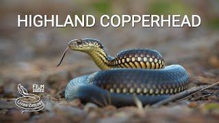 Highland copperhead, one of the most venomous snakes of Australia