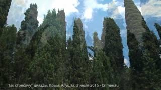 Так стрекочут цикады. Крым. Алушта, июль 2016