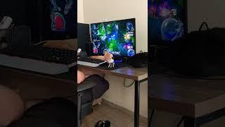 Gato gamer #cat #cats #catlover #catvideos #games #pathofexile