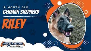GSD Training Roanoke VA | Roanoke Dog Training