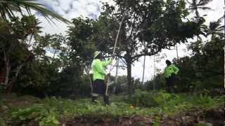 How Chocolate is Made by James Karinejad