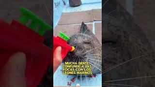 A seal standing and watching people#animals #Friendship #Us#seal#love