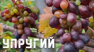 Виноград Упругий в Беларуси (08.10.22)