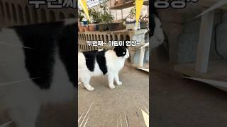 아림아~ 아림아 어디가니~~? #고양이