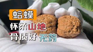 【核桃】蛤蟆头 手捻 骨质挺好 走色正 手工打底