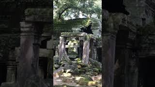 travel toTa Prohm this temple is beautiful the birds sound #angkor #khmertemple #angkortravel