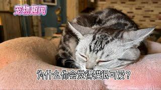 为什么你会觉得猫咪很可爱？