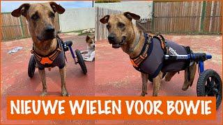 Bowie krijgt een snelle, nieuwe rolstoel | DierenpraatTV