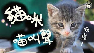 Sounds That Attract Cats  | Make your Cat or Dog Go Crazy ｜CATS MEOWING