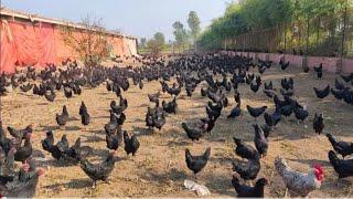 Biggest Free Range Hen Farming in Pakistan || Village Info Official