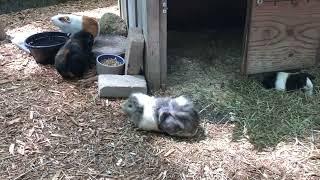 A pig day