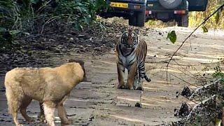 Tigre vs pastor del caucaso! Mira que pasa cuando un depredador poderoso anda en busca de presas