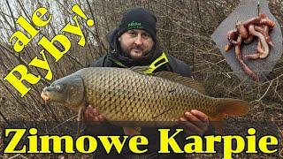 Branie za braniem!!! grudniowe karpie oszalały - glue scopex carp old school do zanęty!!!