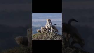 Cheetah protecting her cubs against a Lion #animals #wildanimals #shortsvideo #viral #lion #cheetah