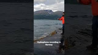 Hydrophone recording in Norway #fieldrecording #underwatersounds