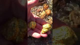 How to dig up and take all gold!
