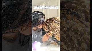 The woman adopted baby owl in her house #shorts