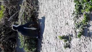 Jackass penguins at Boulders beach