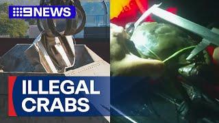 Fisherman’s boat seized after being caught with illegal crabs in Queensland | 9 News Australia