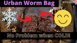 Urban Worm Bag V2 with ENCs - Cold No Problem! 2/11/2025