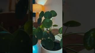 Nurturing my space, one cosy corner at a time. #youtube #youtubeshorts #ytshorts #home #viral