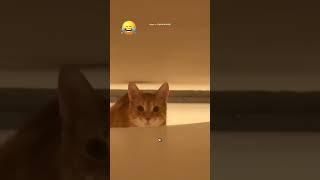 У котов две недели памяти Когда твои домашние животные всё быстро забываютКот на потолке
