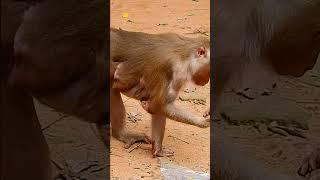 The mother monkey’s harsh treatment of her baby was a heartbreaking sight 3