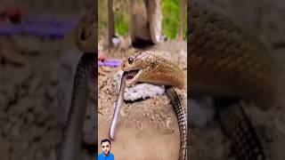 مفاجأة لم تتوقعها الأفعى اثناء شغفة السبلي #shorts
