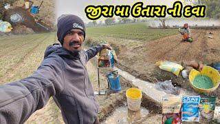 જીરા મા ઉતારા ની દવા || Village life