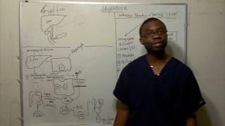 Bilirubin Metabolism- Jaundice(best way to learn in HD)