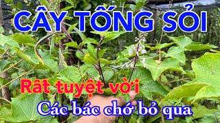 Cây TỐNG SỎI Rất Hay | CTVC