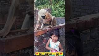 Jai bajrang  bali__.video #trending #monkey