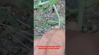 Fruiting of Iranian type melon (Mashhadi) by drip methodباردهی خربزه نوع ایرانی (مشهدی)روش قطره ای