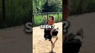 Why Ostriches Eat Rocks!
