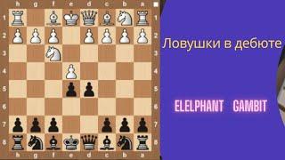 Ловушки в дебюте.  Центральный контргамбит (Elephant gambit)