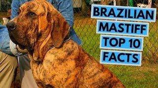 Brazilian Mastiff - TOP 10 Interesting Facts