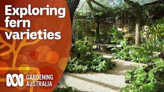 A guide for choosing and planting ferns | Garden Design and Inspiration | Gardening Australia