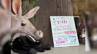 Aardvark celebrates back-to-school-themed birthday