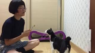 About Cats ｜如何讓貓咪喜歡剪指甲