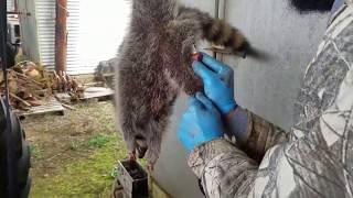 Raccoon Skinning - Professional Fur Handling Techniques #lazypondfarm Fish & Hunt - James