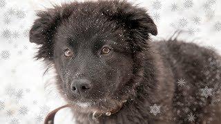 Рождественское путешествие щенка и попытка найти дом  help the puppy Новосибирск