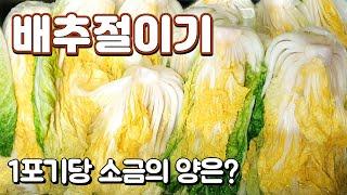 배추절이는법 김장 배추 절이기 1포기당 소금 양은? 절이는 시간