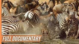 Amazing nature - Run to survive | Full Documentary