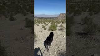 Found  and realize this place was an ocean before  #desert #hiking #coachella #dog