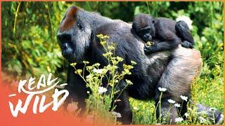 The Lives Of The Rwandan Mountain Gorillas | Gorillas From The Heart Of Darkness | Real Wild